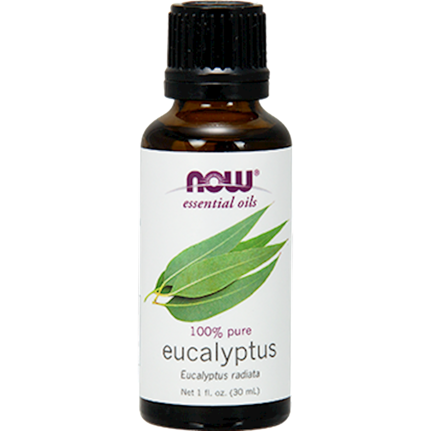 Eucalyptus Radiata